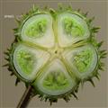  Fruit T.S